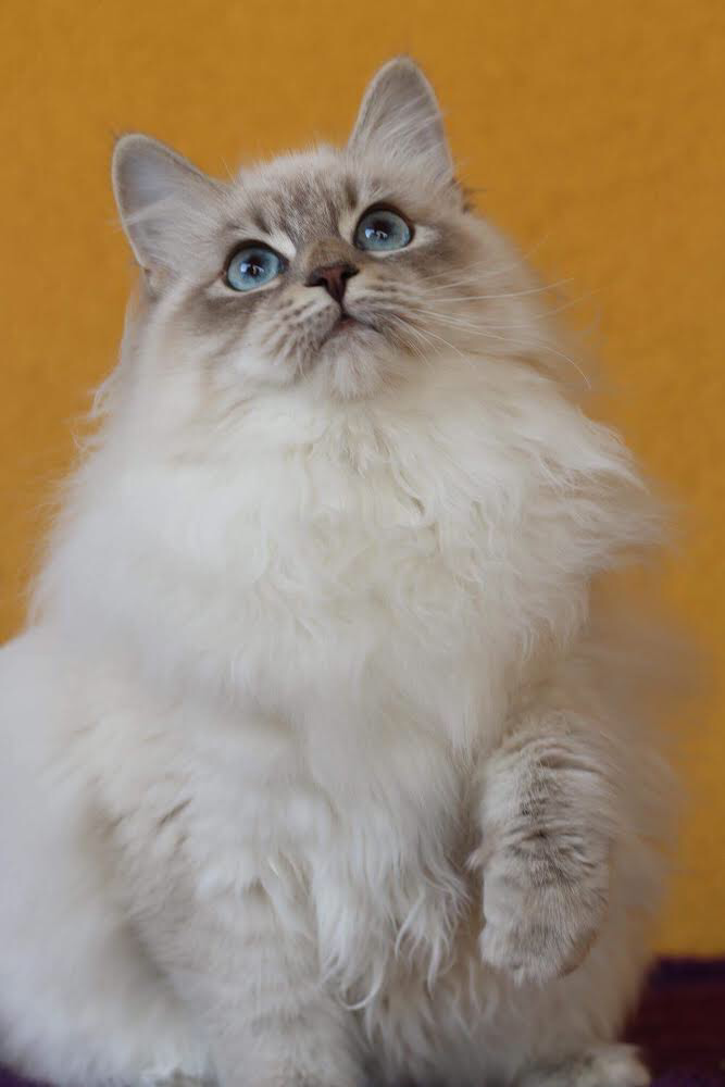 Blue lynx point siberian sales cat