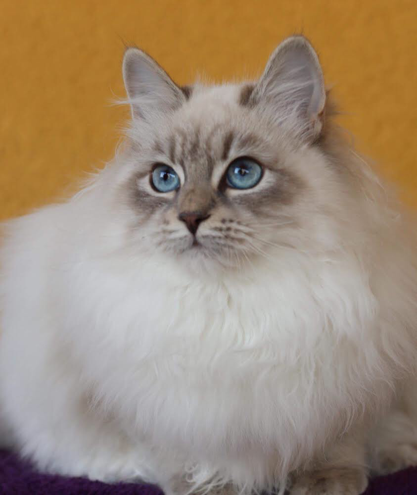 blue point siberian